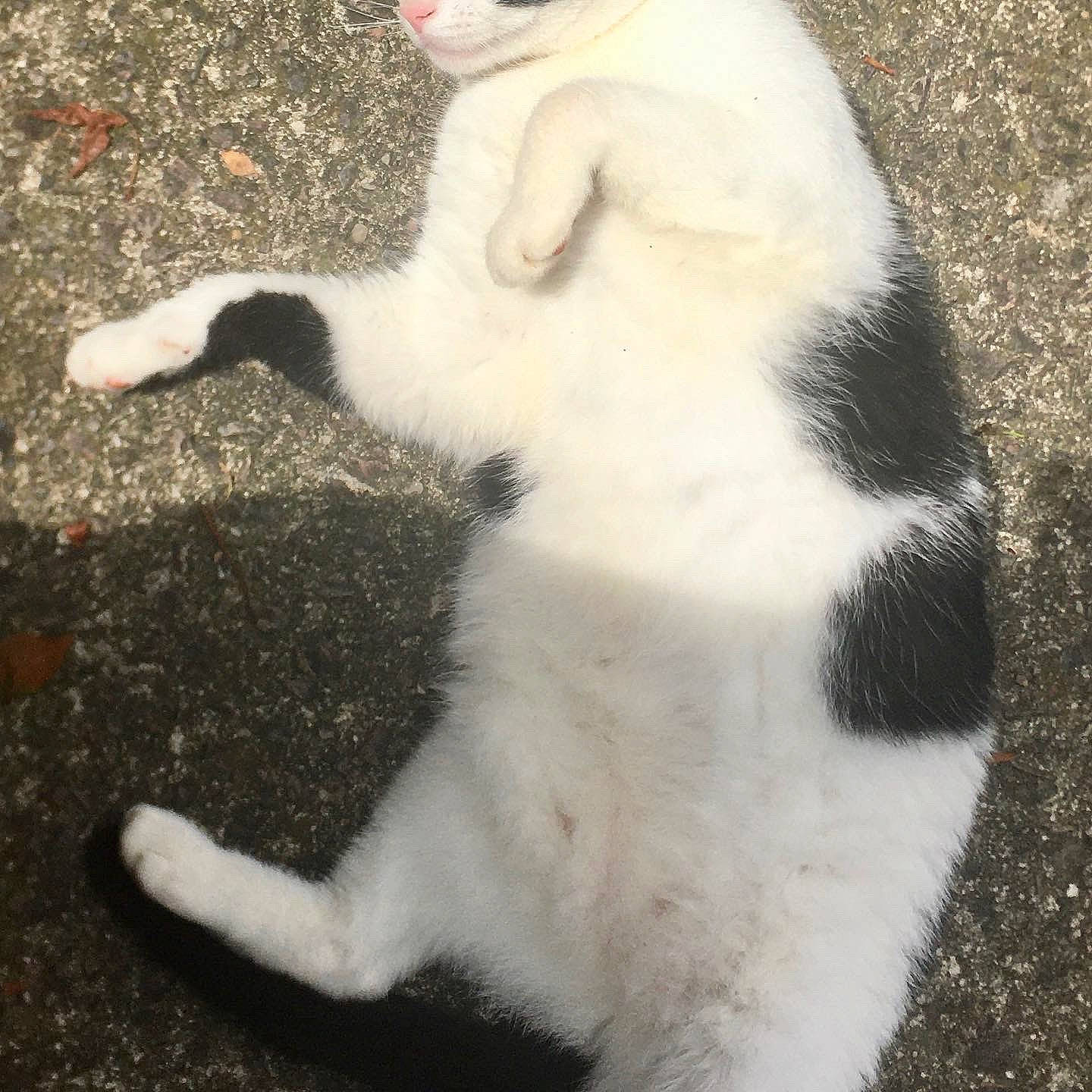 Moo Cow joined the competition — help win amazing prizes! carnivore, cat, claw, companion_dog, dog_breed, domestic_short_haired_cat, fawn, felidae, fur, grass, mammal, paw, small_to_medium_sized_cats, snout, sporting_group, tail, terrestrial_animal, vertebrate, whiskers, white