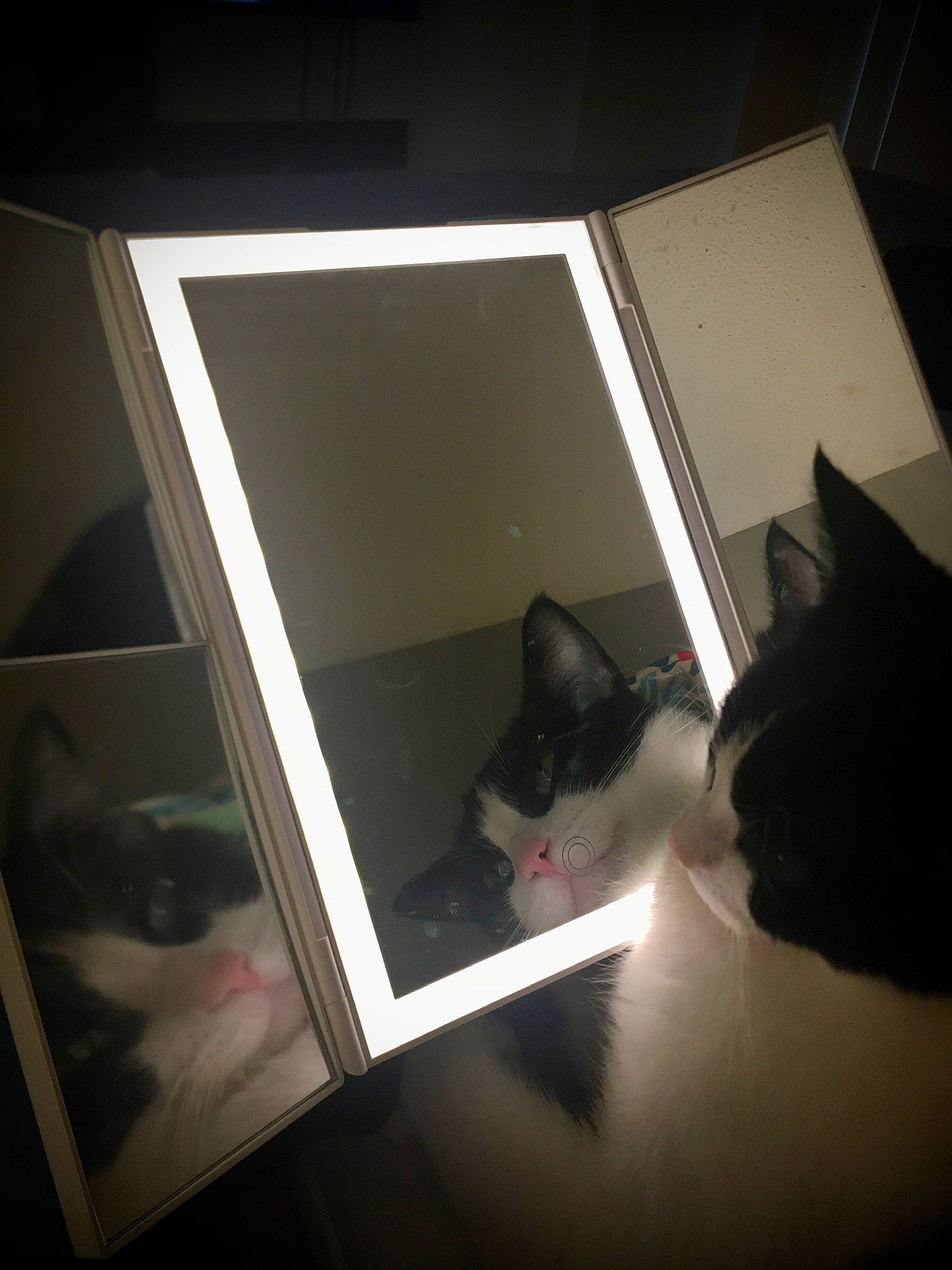 Moo Cow joined the competition — help win amazing prizes! black_cat, carnivore, cat, darkness, felidae, flooring, fur, gadget, grey, hardwood, rectangle, room, shadow, small_to_medium_sized_cats, stairs, tail, tints_and_shades, whiskers, window, wood