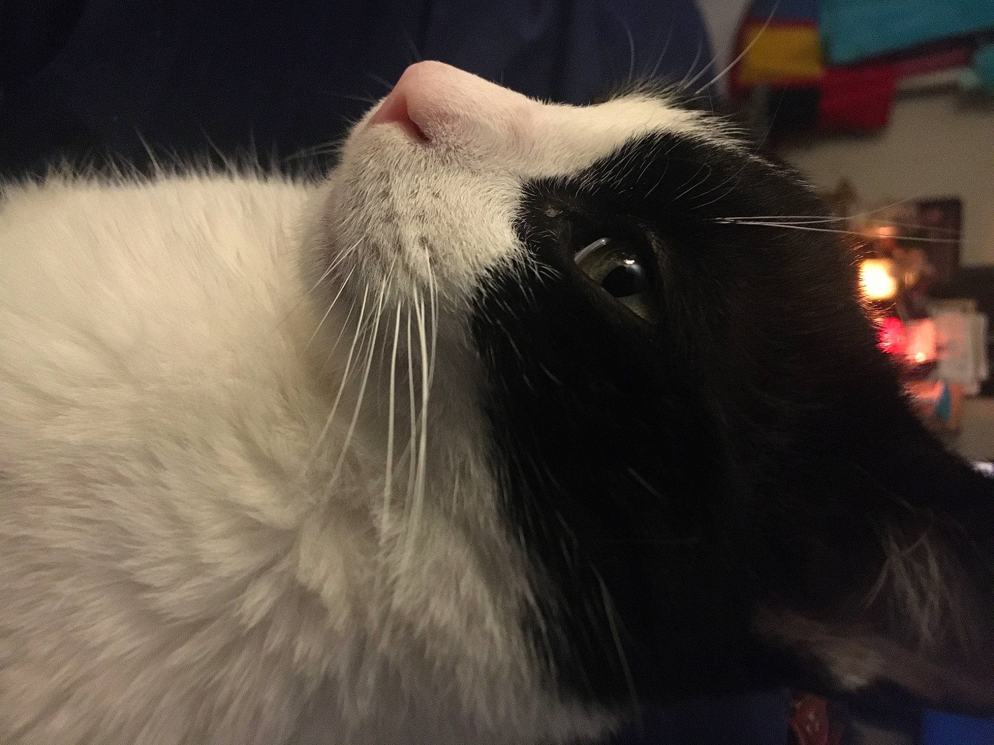 Moo Cow joined the competition — help win amazing prizes! carnivore, cat, close_up, comfort, domestic_short_haired_cat, ear, fang, felidae, fur, jaw, paw, small_to_medium_sized_cats, snout, tail, terrestrial_animal, whiskers