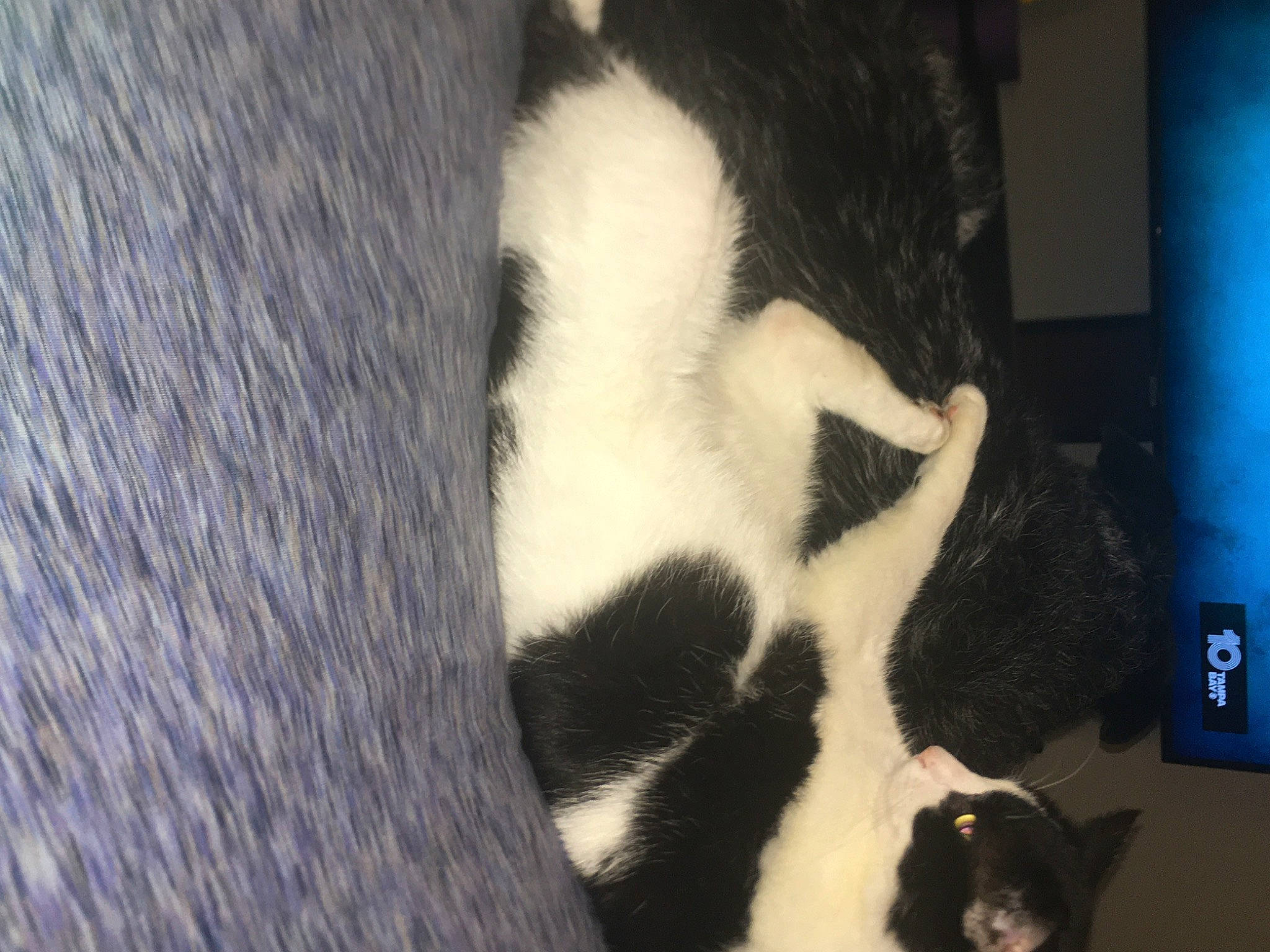 Moo Cow is registered to the contest to win money with this photo: blue, carnivore, cat, cat_supply, claw, comfort, domestic_short_haired_cat, electric_blue, felidae, formal_wear, fur, monochrome_photography, pattern, paw, shadow, small_to_medium_sized_cats, snout, tail, terrestrial_animal, whiskers