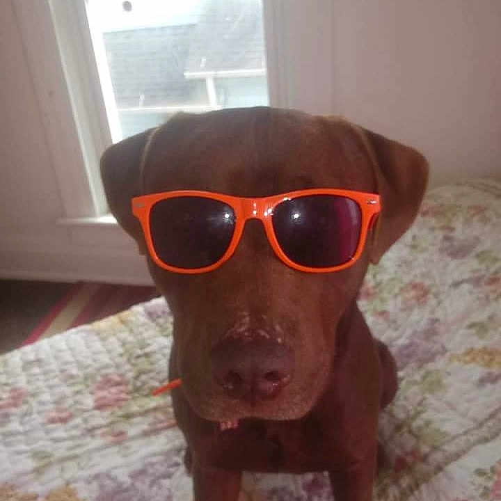 Cletus is registered to the contest to win money with this photo: canidae, caramel_color, carnivore, companion_dog, cool, dog, dog_breed, eyewear, fawn, glasses, liver, nose, photography, selfie, snout, sporting_group, sunglasses, vision_care, vizsla, weimaraner
