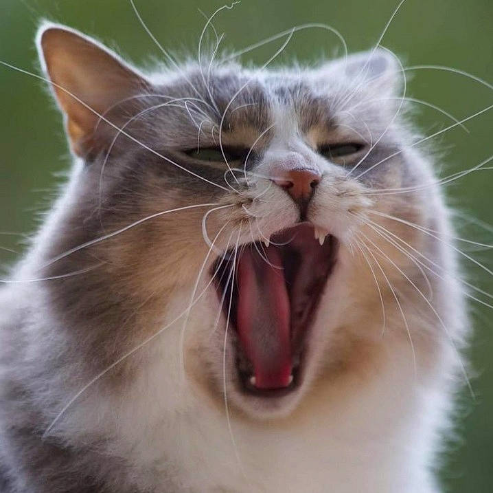 Cracotte participe au concours pour gagner de l'argent avec cette photo : carnivore, cat, close_up, fang, felidae, fur, happy, iris, jaw, mammal, roar, small_to_medium_sized_cats, smile, snout, terrestrial_animal, tongue, tooth, vertebrate, whiskers, yawn