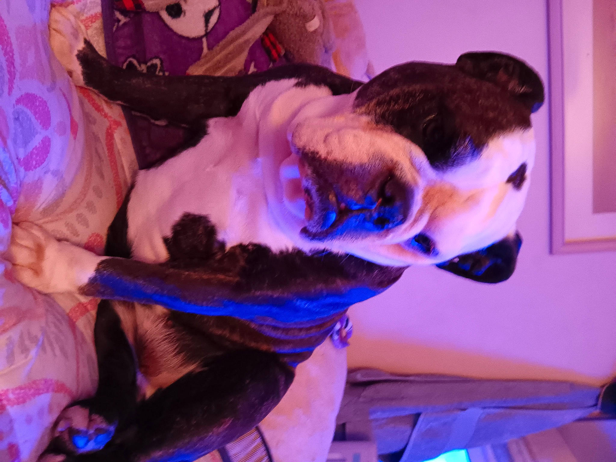 Dauby joined the competition — help win amazing prizes! electric_blue, entertainment, event, felidae, flesh, fun, fur, hat, jaw, magenta, purple, sporting_group, tail, violet, water