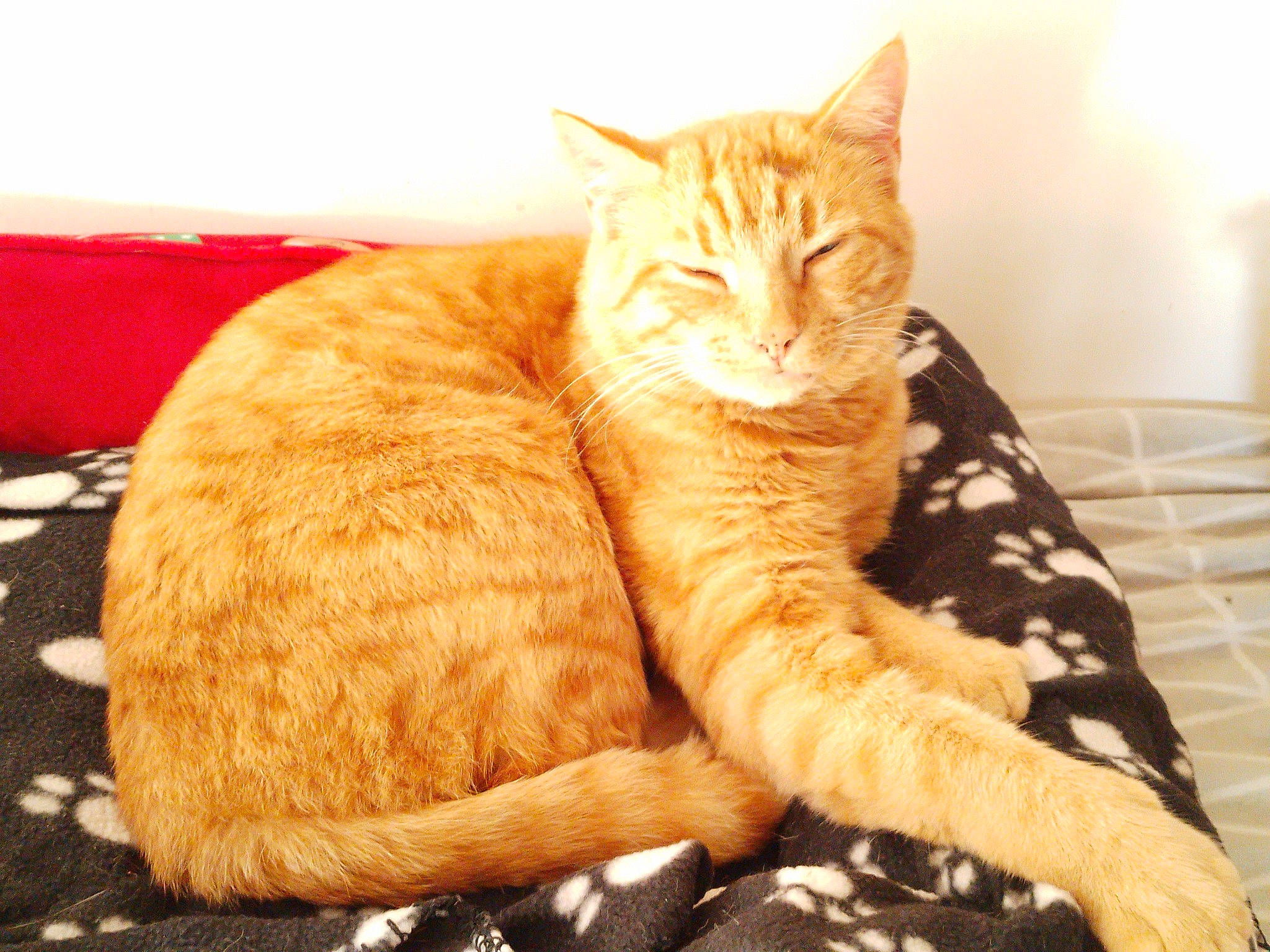 Picsou participe au concours pour gagner de l'argent avec cette photo : carnivore, cat, cat_supply, claw, comfort, domestic_short_haired_cat, fawn, felidae, foot, fur, nap, paw, sitting, small_to_medium_sized_cats, tail, terrestrial_animal, whiskers, wildlife, wood