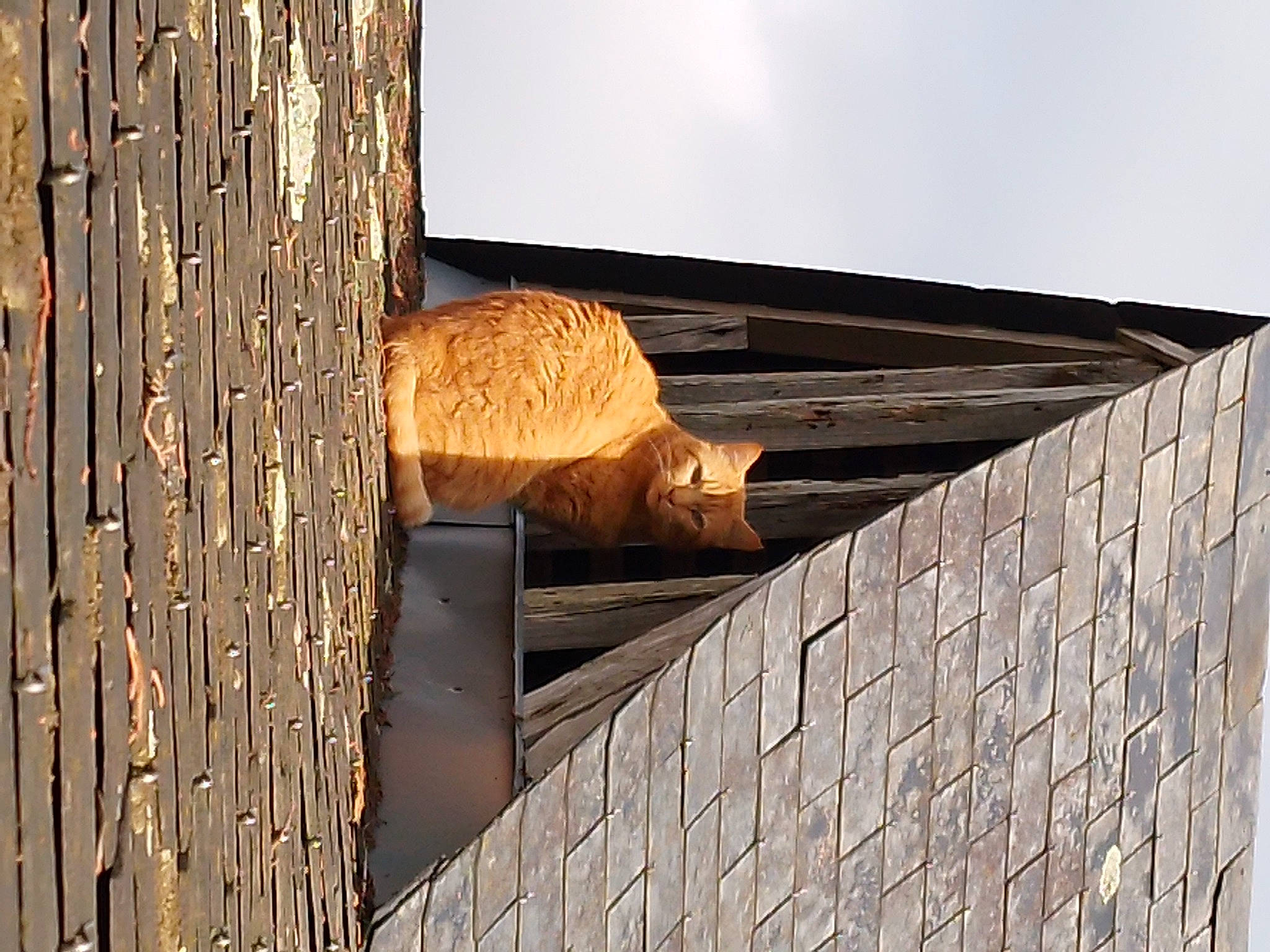 Picsou a rejoint le concours — aidez-le/la à gagner de superbes lots ! beam, brick, brickwork, building, ceiling, facade, hardwood, house, lumber, plank, plywood, rectangle, roof, shade, siding, sky, tints_and_shades, trunk, wood, wood_stain