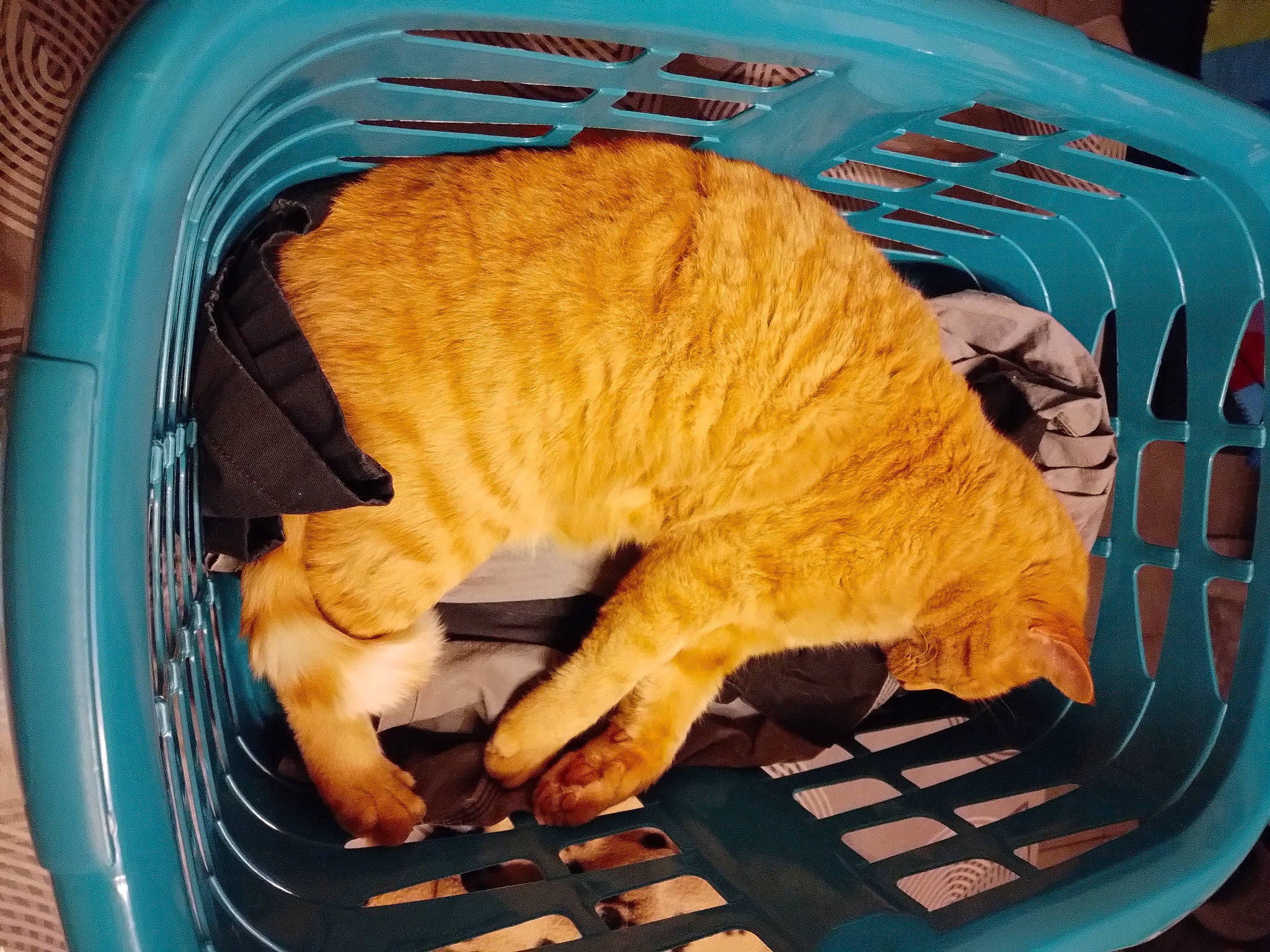 Picsou participe au concours pour gagner de l'argent avec cette photo : blue, carnivore, cat, cat_supply, claw, comfort, cuisine, dish, domestic_short_haired_cat, fawn, felidae, fur, ingredient, orange, pet_supply, small_to_medium_sized_cats, snout, tail, terrestrial_animal, whiskers