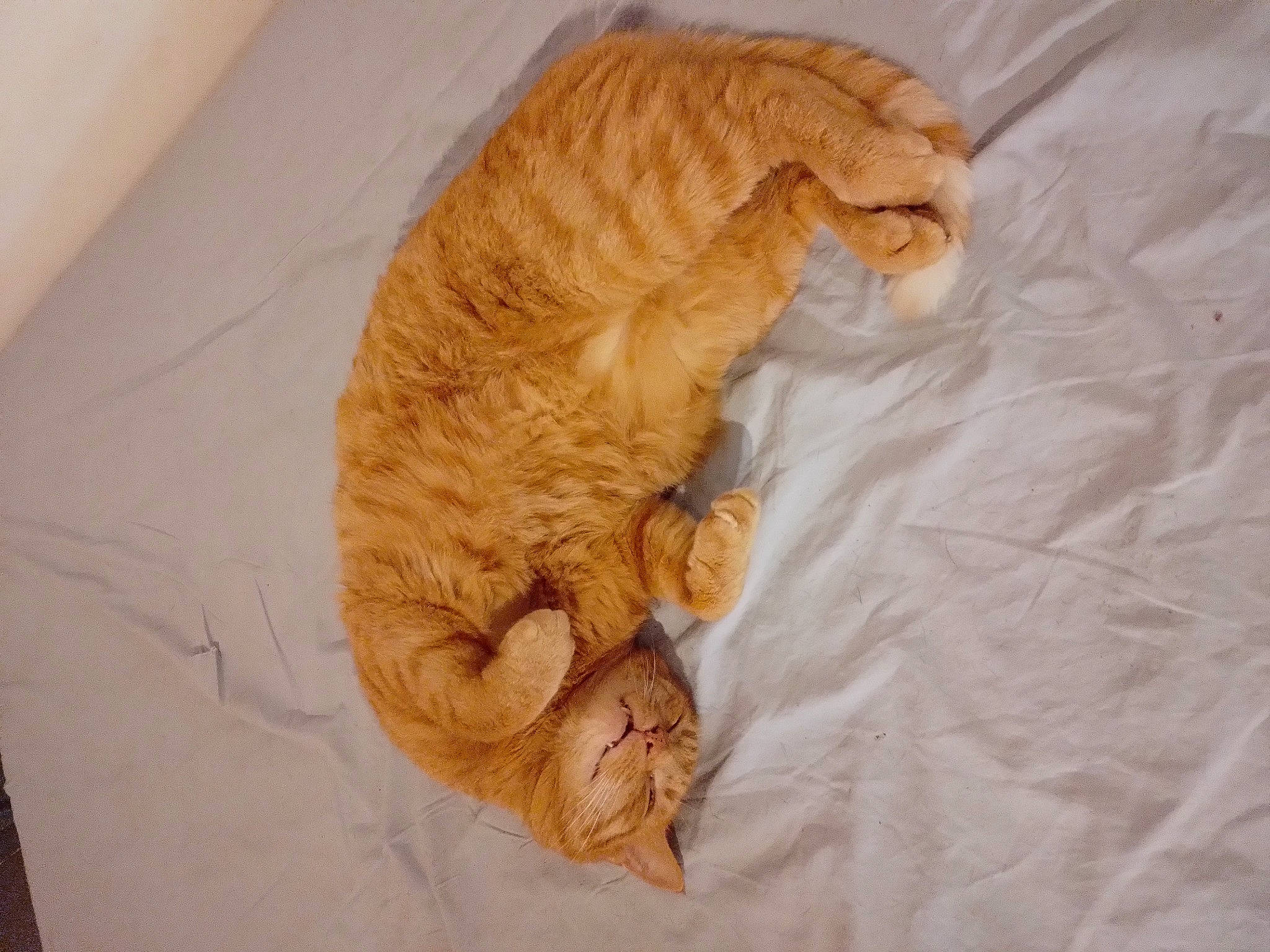 Picsou participe au concours pour gagner de l'argent avec cette photo : bed, canidae, carnivore, cat, claw, comfort, domestic_short_haired_cat, fawn, felidae, fur, linens, nap, paw, small_to_medium_sized_cats, snout, tail, terrestrial_animal, whiskers, wood, wrinkle