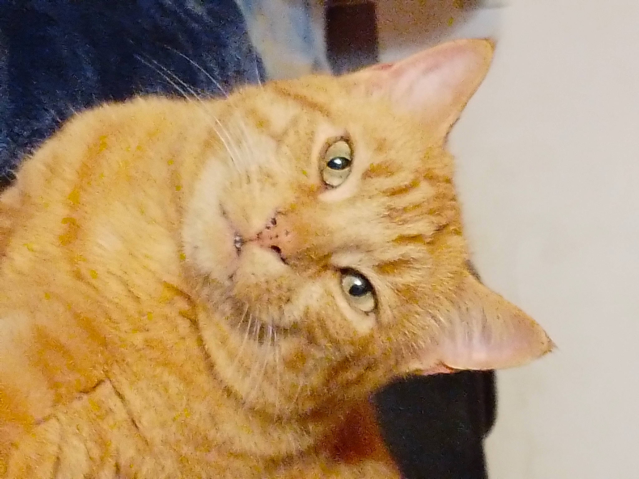 Picsou a rejoint le concours — aidez-le/la à gagner de superbes lots ! carnivore, cat, domestic_short_haired_cat, ear, fang, fawn, felidae, fur, liver, paw, small_to_medium_sized_cats, snout, tail, terrestrial_animal, whiskers, wildlife, window, wood