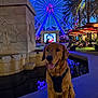 Simba is registered to the contest to win money with this photo: dog, golden_retriever, ferris_wheel, night, lights, harness, palm_trees, water, reflection, people, outdoor, amusement_park, umbrella, bench, smiling, leash, blue_lights, urban, festive, evening