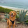Simba is registered to the contest to win money with this photo: dog, golden_retriever, harness, leash, outdoor, beach, ocean, succulent, plants, sand, dirt, smiling, pet, nature, scenic, happy, canine, animal, coast, landscape