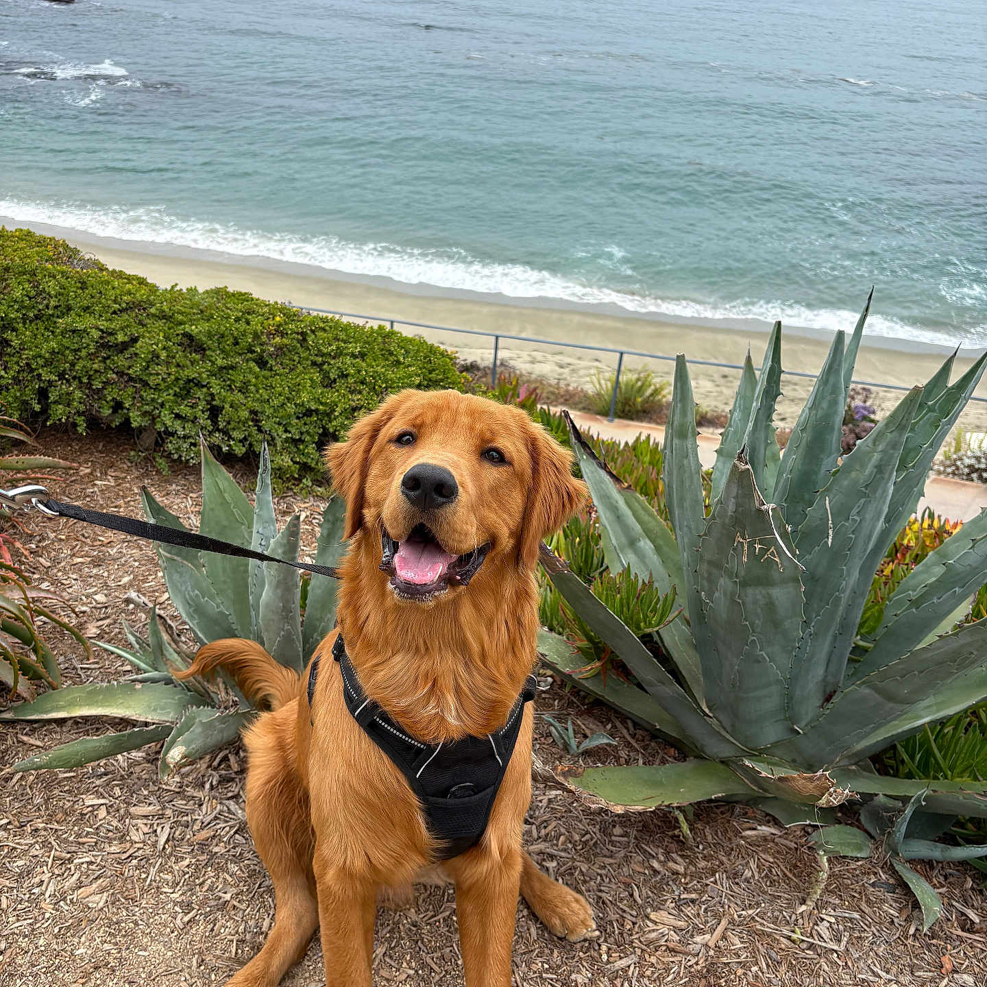 Simba is registered to the contest to win money with this photo: animal, beach, canine, coast, dirt, dog, golden_retriever, happy, harness, landscape, leash, nature, ocean, outdoor, pet, plants, sand, scenic, smiling, succulent