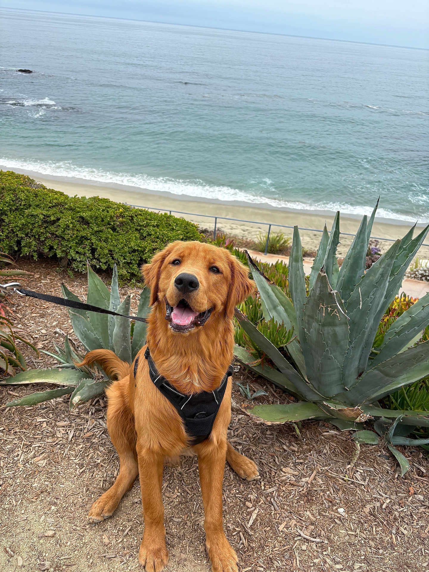 Simba is registered to the contest to win money with this photo: dog, golden_retriever, harness, leash, outdoor, beach, ocean, succulent, plants, sand, dirt, smiling, pet, nature, scenic, happy, canine, animal, coast, landscape