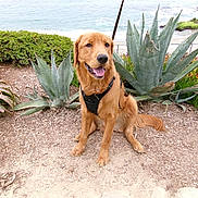 Simba joined the competition — help win amazing prizes! dog, golden_retriever, harness, outdoor, plants, succulents, agave, sand, beach, ocean, smiling, pet, canine, nature, coast, greenery, leaves, sunny, happy, sitting