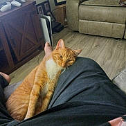 Cream is registered to the contest to win money with this photo: cat, orange_tabby, pet, indoor, couch, basketball, floor, person, leg, relaxing, living_room, wood_floor, gaming_controller, furniture, cozy, sleepy, home, casual, comfort, resting