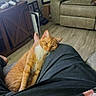 cat, orange_tabby, pet, indoor, couch, basketball, floor, person, leg, relaxing, living_room, wood_floor, gaming_controller, furniture, cozy, sleepy, home, casual, comfort, resting