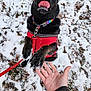 Maggie joined the competition — help win amazing prizes! dog, black_dog, snow, outdoors, red_sweater, rainbow_collar, paw, human_hand, leafy_ground, playful, licking_nose, winter, pet, leash, nature, animal, close_up, interaction, friendly, cold_weather
