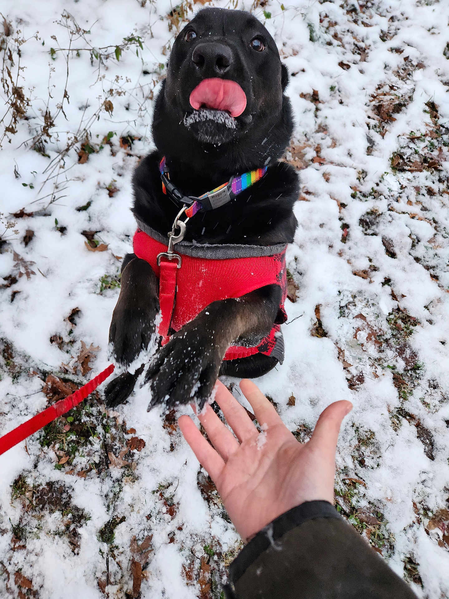 Maggie joined the competition — help win amazing prizes! dog, black_dog, snow, outdoors, red_sweater, rainbow_collar, paw, human_hand, leafy_ground, playful, licking_nose, winter, pet, leash, nature, animal, close_up, interaction, friendly, cold_weather