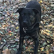 Maggie is registered to the contest to win money with this photo: dog, black_dog, animal, pet, forest, autumn, leaves, outdoor, nature, canine, collar, alert, playful, ground, fall, daylight, fur, tail, ears, curious
