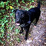 Maggie is registered to the contest to win money with this photo: dog, black_dog, animal, pet, outdoor, forest, leaves, dirt_path, nature, happy, canine, collar, fur, tail, eyes, muzzle, ears, smiling, walking, daylight