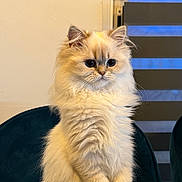 Umi a rejoint le concours — aidez-le/la à gagner de superbes lots ! animal, blind, cat, chair, cream_color, cute, domestic_cat, ears, eyes, feline, fluffy, fur, indoor, pet, portrait, sitting, soft_lighting, table, whiskers, window