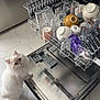 appliance, cat, clean, cup, curiosity, curious_cat, dishwasher, domestic_animal, floor, glassware, home_interior, household, indoor, kitchen, open_dishwasher, pet, stainless_steel, standing, tile_floor, white_cat