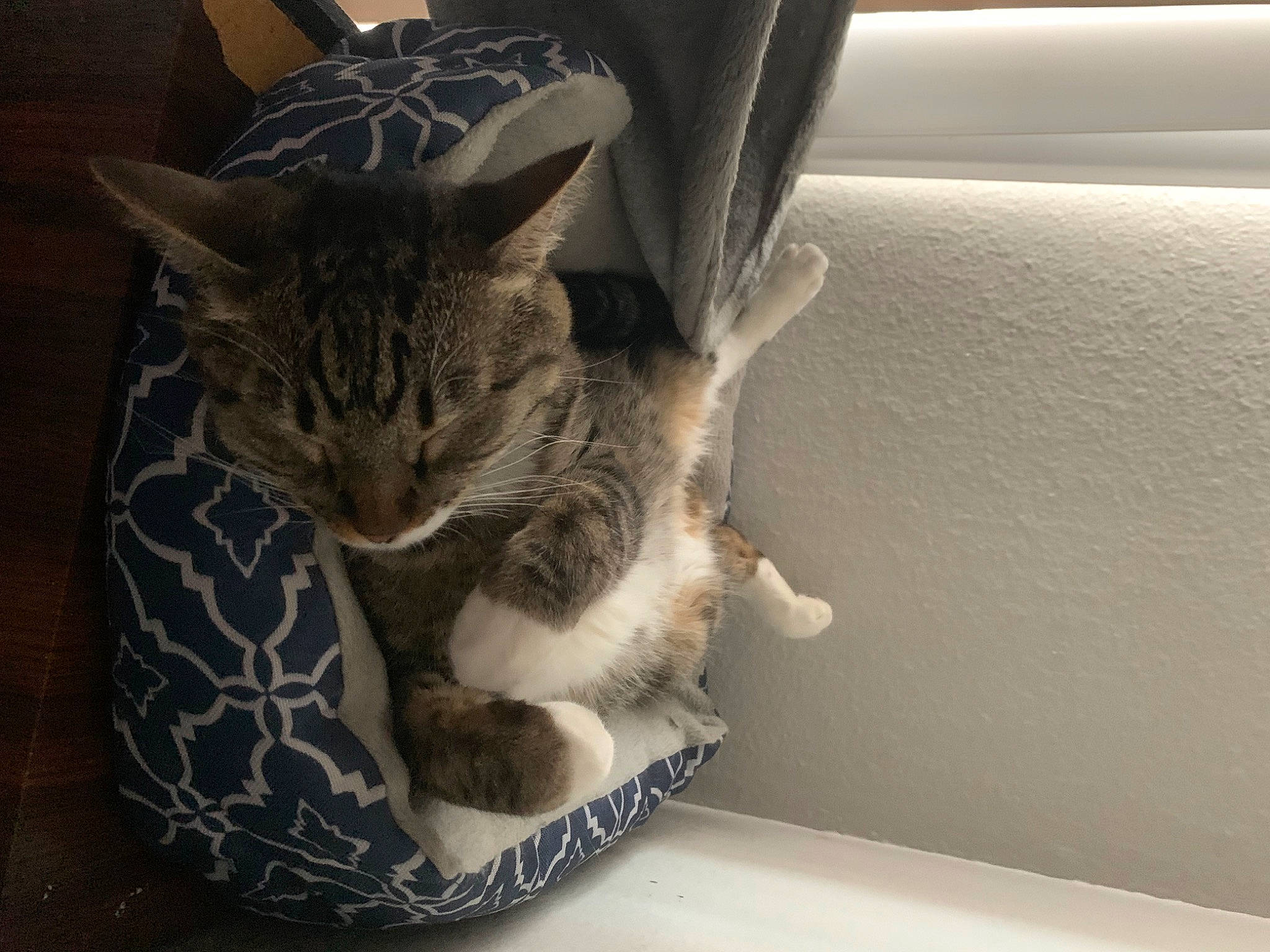 Smokee joined the competition — help win amazing prizes! auto_part, carnivore, cat, comfort, domestic_short_haired_cat, door, felidae, fur, grey, human_leg, paw, plant, small_to_medium_sized_cats, snout, tail, tree, vehicle, vehicle_door, whiskers, window