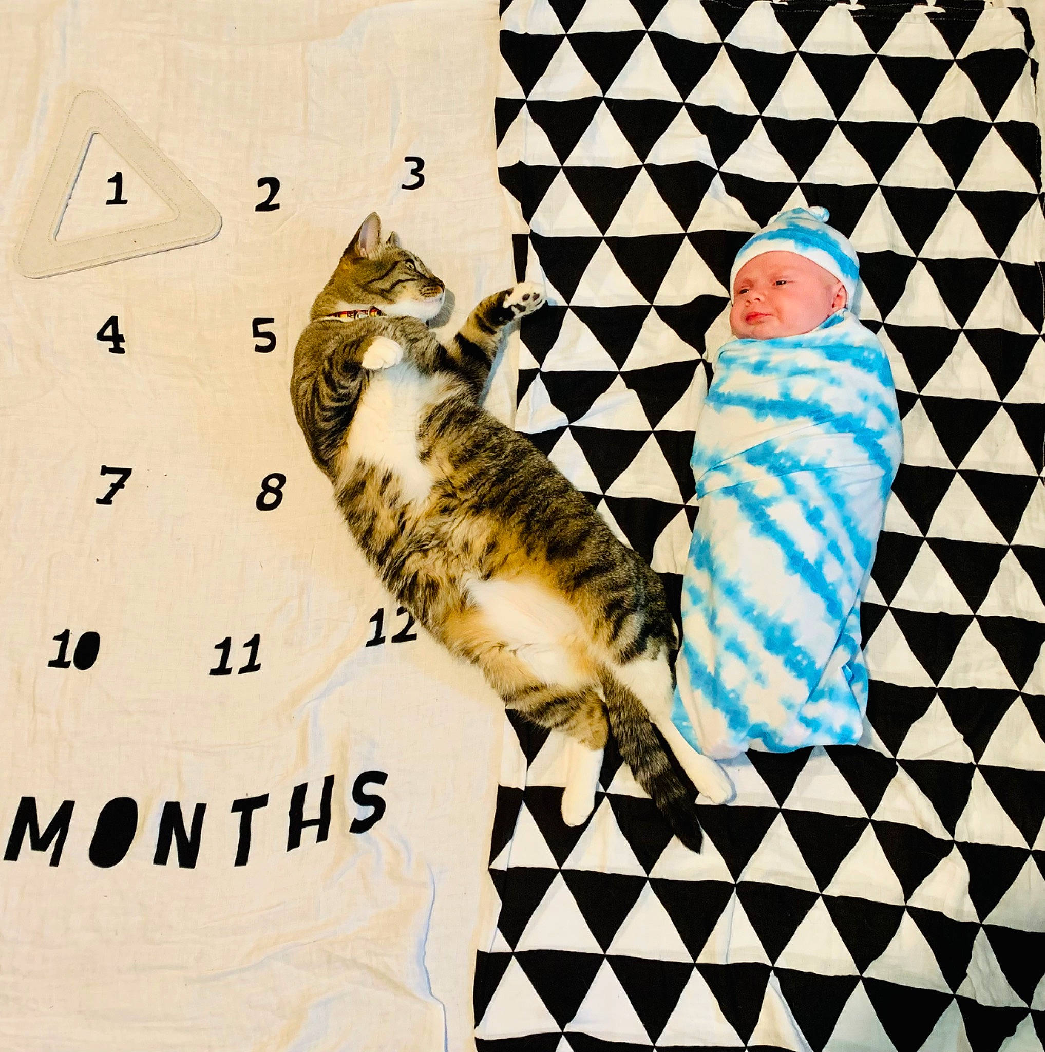 Smokee is registered to the contest to win money with this photo: adaptation, art, carnivore, cat, felidae, fish, font, fur, graphic_design, graphics, illustration, line, organism, pattern, photo_caption, recreation, rectangle, small_to_medium_sized_cats, tail, whiskers