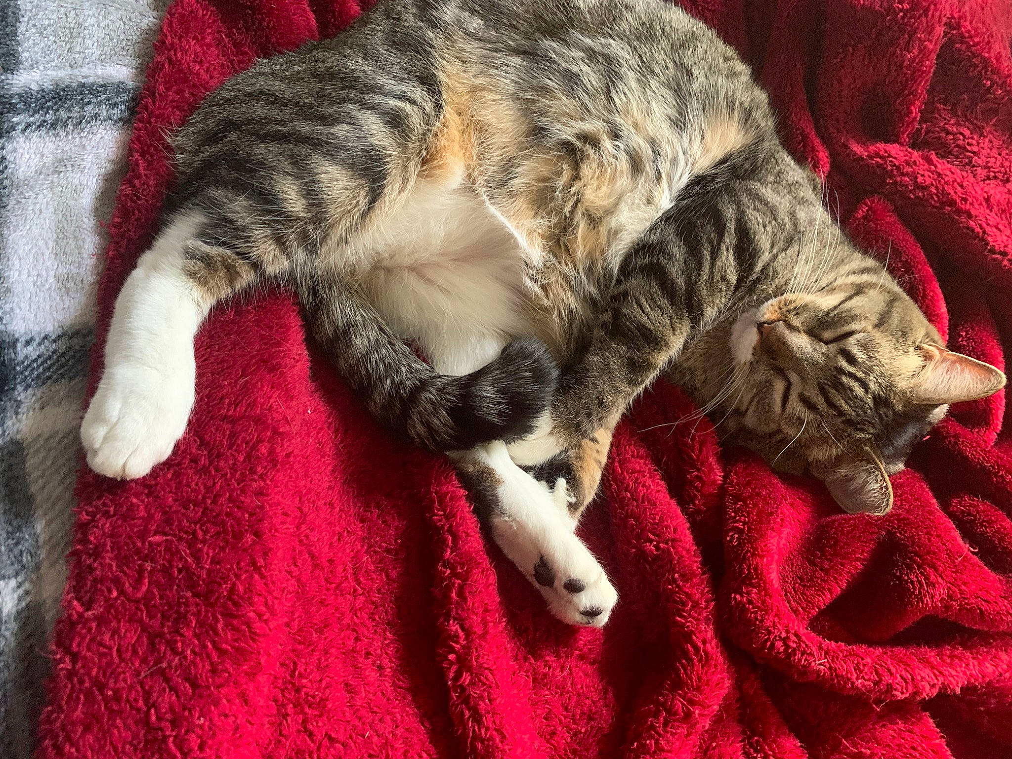 Smokee is registered to the contest to win money with this photo: bed, canidae, carnivore, cat, claw, comfort, domestic_short_haired_cat, felidae, fur, linens, nap, paw, sleep, small_to_medium_sized_cats, sporting_group, tail, terrestrial_animal, textile, whiskers