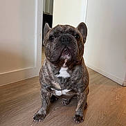 Marjor is registered to the contest to win money with this photo: dog, french_bulldog, brindle, pet, indoor, floor, wooden_floor, canine, animal, looking_at_camera, ears, snout, white_chest, paw, home, doorway, wall, portrait, cute, sitting