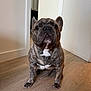 dog, french_bulldog, brindle, pet, indoor, floor, wooden_floor, canine, animal, looking_at_camera, ears, snout, white_chest, paw, home, doorway, wall, portrait, cute, sitting