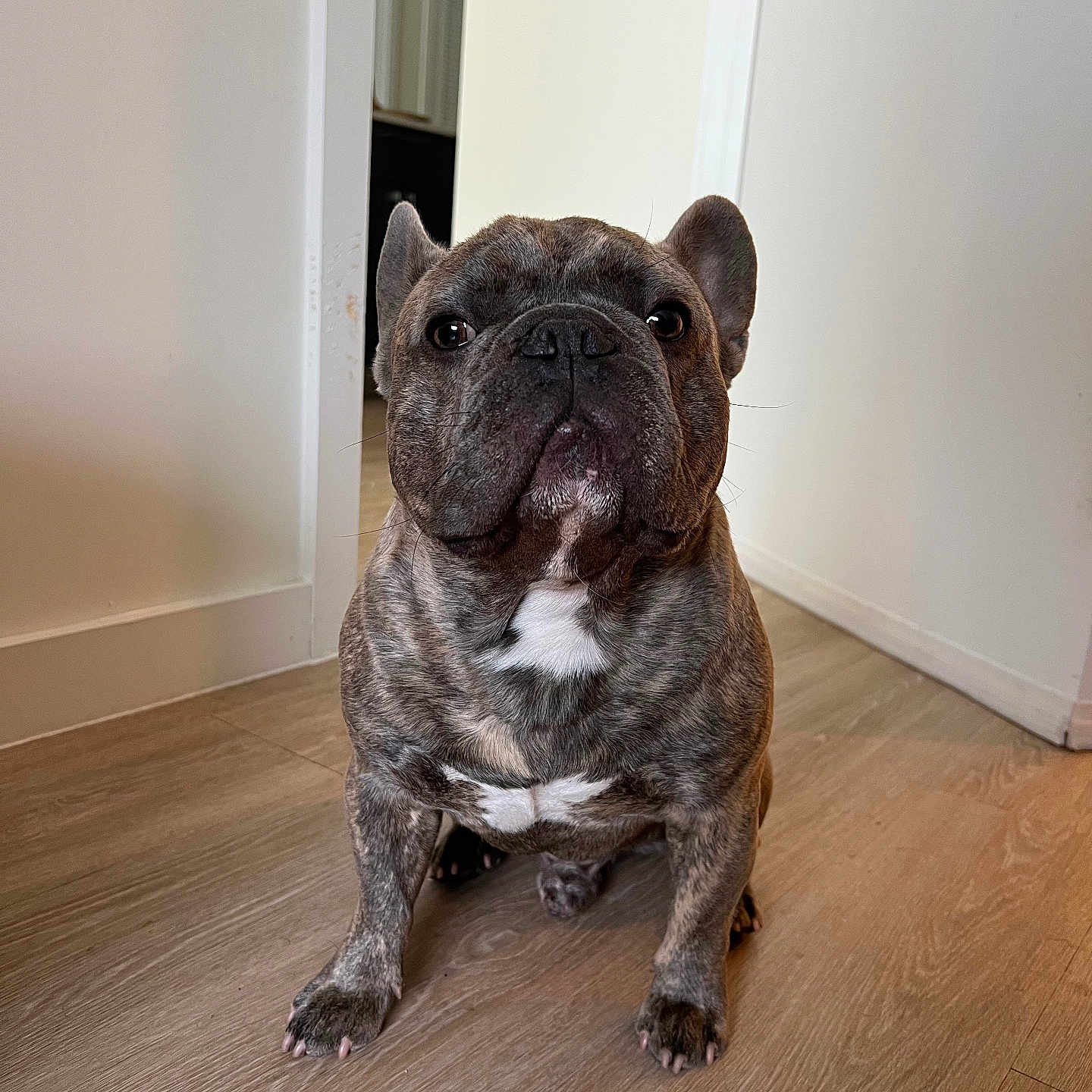 Marjor is registered to the contest to win money with this photo: animal, brindle, canine, cute, dog, doorway, ears, floor, french_bulldog, home, indoor, looking_at_camera, paw, pet, portrait, sitting, snout, wall, white_chest, wooden_floor