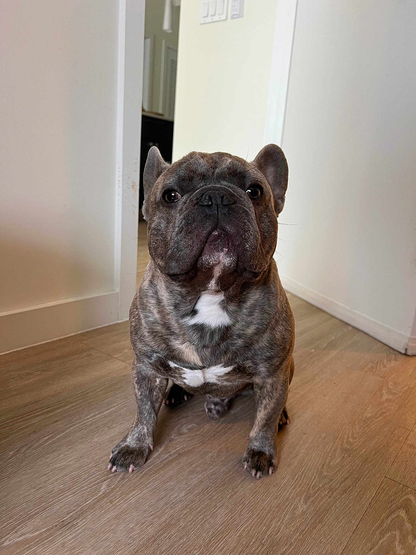 Marjor is registered to the contest to win money with this photo: dog, french_bulldog, brindle, pet, indoor, floor, wooden_floor, canine, animal, looking_at_camera, ears, snout, white_chest, paw, home, doorway, wall, portrait, cute, sitting