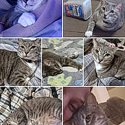 Weezy Fat Kitty is registered to the contest to win money with this photo: bed, blanket, cat, closeup, collage, collar, companion, curious, cute, domestic_animal, feline, floor, gray_tabby, human_face, indoor, paw, pet, relaxed, resting, sleeping