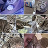 bed, blanket, cat, closeup, collage, collar, companion, curious, cute, domestic_animal, feline, floor, gray_tabby, human_face, indoor, paw, pet, relaxed, resting, sleeping