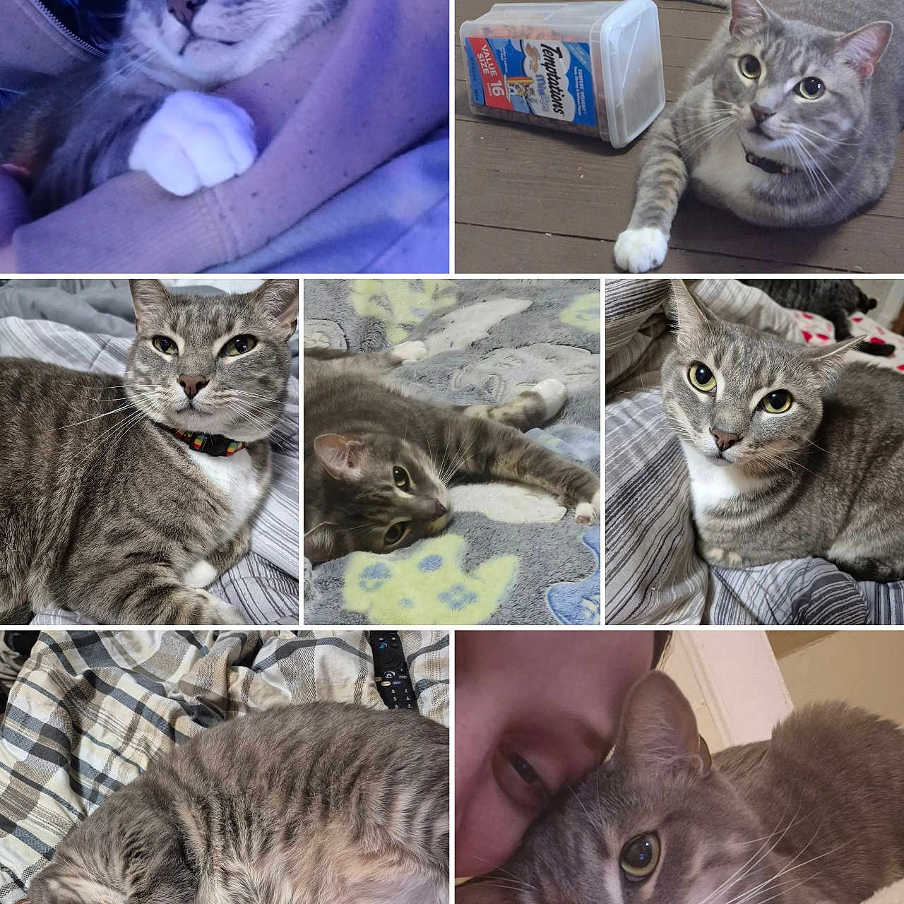 Weezy Fat Kitty