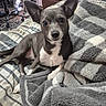 dog, bed, blanket, gray, white, ears, pet, indoor, furniture, carpet, chair, desk, headphones, cozy, resting, looking, animal, cute, home, relaxed