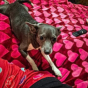 Stormi joined the competition — help win amazing prizes! dog, small_dog, bed, blanket, heart_pattern, remote_control, pajamas, indoor, pet, cute, lying_down, animal, cozy, carpet, furniture, resting, looking_up, black_and_white_dog, household, relaxation