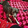 dog, small_dog, bed, blanket, heart_pattern, remote_control, pajamas, indoor, pet, cute, lying_down, animal, cozy, carpet, furniture, resting, looking_up, black_and_white_dog, household, relaxation