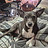 dog, bed, blanket, person, computer, desk, chair, indoor, pet, fur, ears, face, resting, home, technology, human, furniture, plaid, casual, relaxation