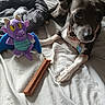 dog, plush_toy, bed, blanket, treat, small_dog, curious, collar, toy, indoor, pet, resting, fur, cute, animal, cozy, sleeping_area, comfort, eyes, paw