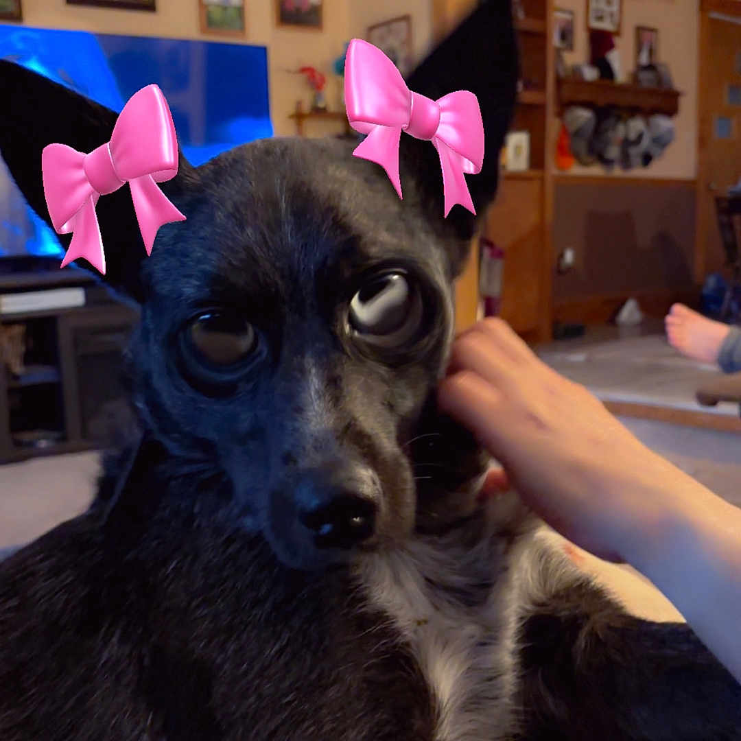 Buster is registered to the contest to win money with this photo: animal, black_dog, carpet, close_up, cozy, cute, digital_effect, dog, ears, furniture, hand, indoors, large_eyes, living_room, person, pet, pink_bows, relaxation, television, wall_art