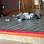 Buster joined the competition — help win amazing prizes! dog, indoor, floor, wooden_floor, table, carpet, relaxed, pet, collar, brown_wall, door, furniture_leg, resting, laying_down, domestic_animal, household, calm, four_legged, animal, home