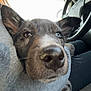 Buster joined the competition — help win amazing prizes! dog, heterochromia, close_up, car_interior, person, steering_wheel, window, gray_clothing, black_nose, brown_fur, blue_eye, brown_eye, seat, arm, resting, pet, indoor, casual, animal, companion