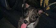 Buster is registered to the contest to win money with this photo: puppy, dog, car_interior, seatbelt, person, tongue_out, dark, seat, dashboard, steering_wheel, closeup, pet, happy, cute, indoor, animal, playful, looking_up, black_and_white, casual