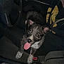 puppy, dog, car_interior, seatbelt, person, tongue_out, dark, seat, dashboard, steering_wheel, closeup, pet, happy, cute, indoor, animal, playful, looking_up, black_and_white, casual