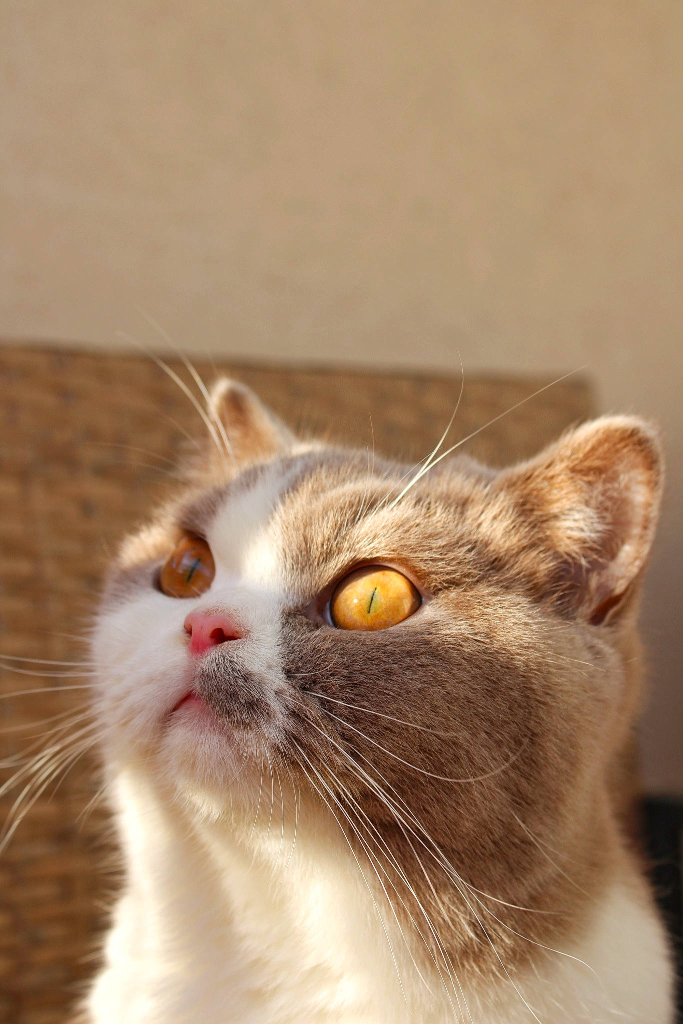 Uzumaki participe au concours pour gagner de l'argent avec cette photo : carnivore, cat, domestic_short_haired_cat, ear, felidae, fur, small_to_medium_sized_cats, snout, whiskers, window