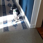 Onyx a rejoint le concours — aidez-le/la à gagner de superbes lots ! dog, indoor, hallway, rug, sunlight, blue_wall, radiator, floor, pet, calm, black_and_white, collar, sitting, quiet, home, patterned_rug, wall, light, animal, domestic