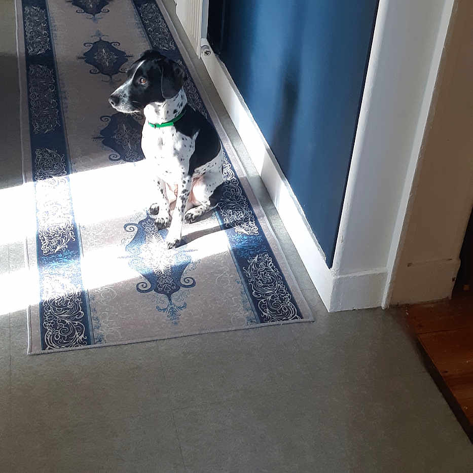 Onyx a rejoint le concours — aidez-le/la à gagner de superbes lots ! animal, black_and_white, blue_wall, calm, collar, dog, domestic, floor, hallway, home, indoor, light, patterned_rug, pet, quiet, radiator, rug, sitting, sunlight, wall