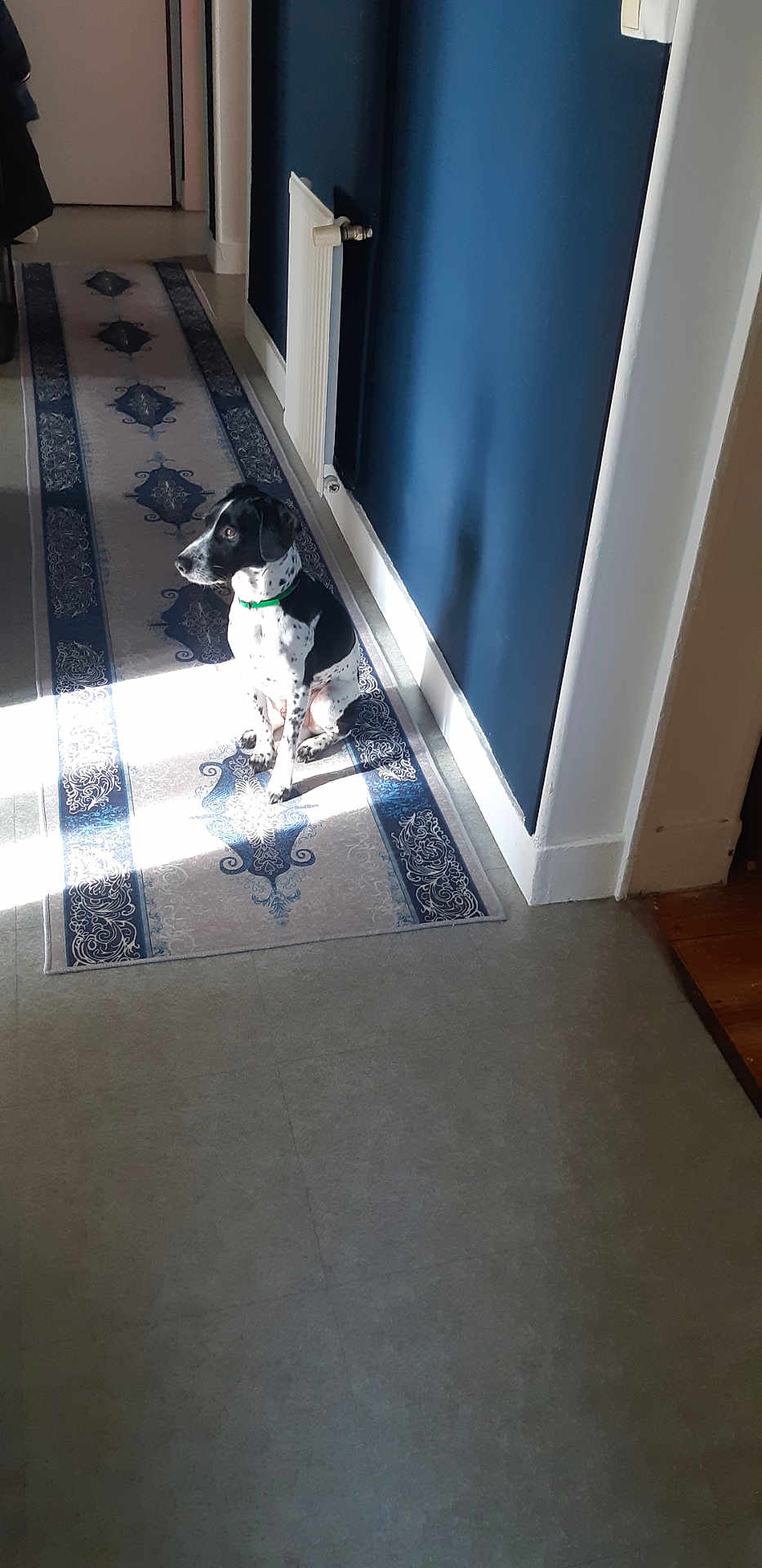 Onyx a rejoint le concours — aidez-le/la à gagner de superbes lots ! dog, indoor, hallway, rug, sunlight, blue_wall, radiator, floor, pet, calm, black_and_white, collar, sitting, quiet, home, patterned_rug, wall, light, animal, domestic