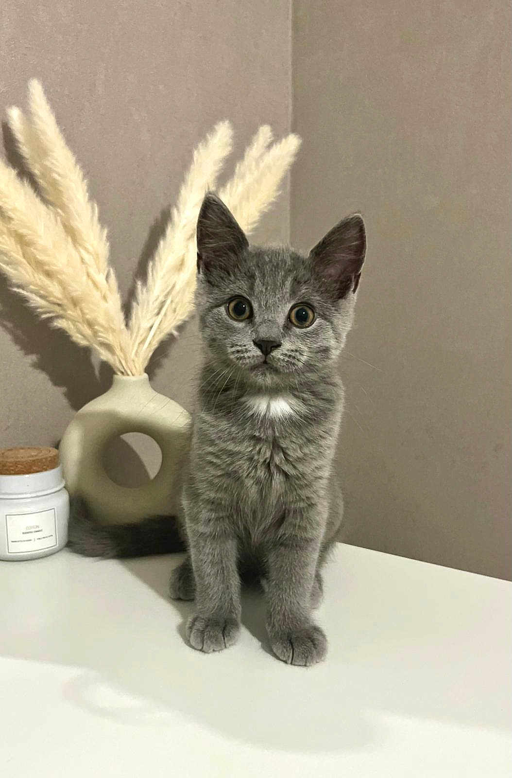 Charlie a rejoint le concours — aidez-le/la à gagner de superbes lots ! kitten, gray_cat, pet, indoor, vase, pampas_grass, table, white_surface, curious, fur, small_pet, domestic_animal, fluffy, young_cat, decor, neutral_wall, jar, still_life, cute, animal